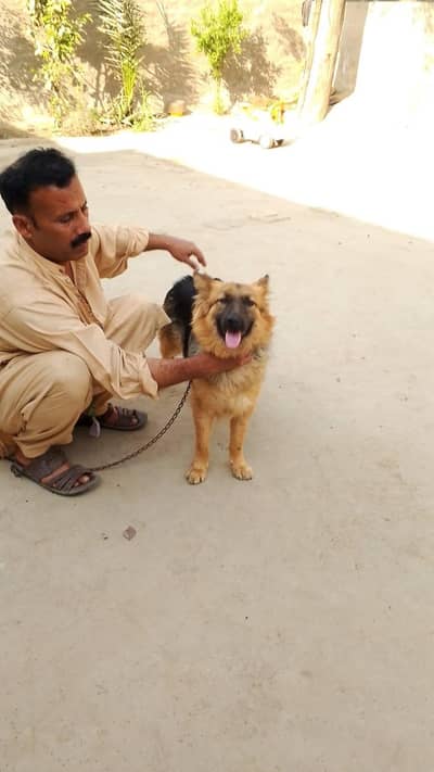german shepherd female for sale