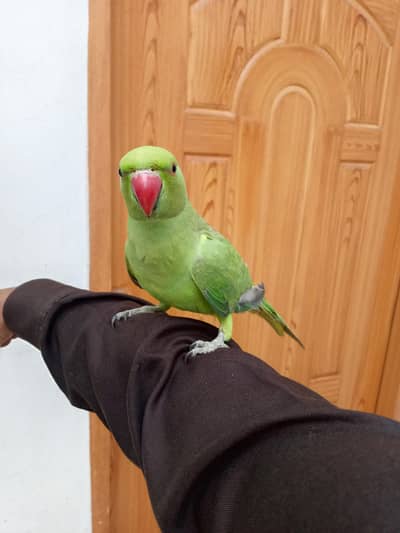 parrot for sale