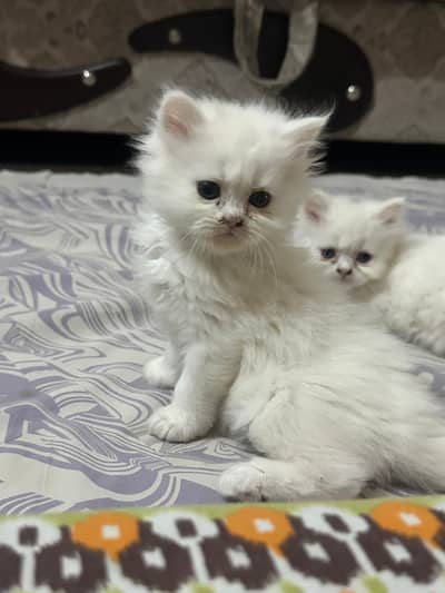 1 female adult cat with 3 female kittens 25 days