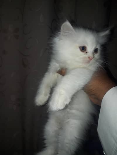 Persian triple coat kittens  trained