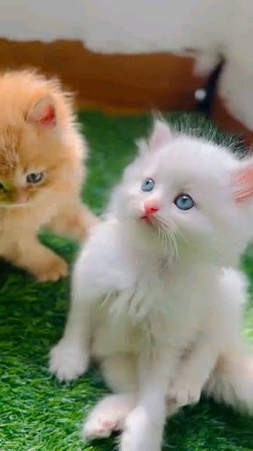 Persian kitten for urgent sale my WhatsApp number 0313496819one