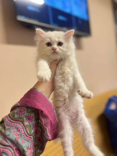 Cute Persian kittens Available — Healthy & playful