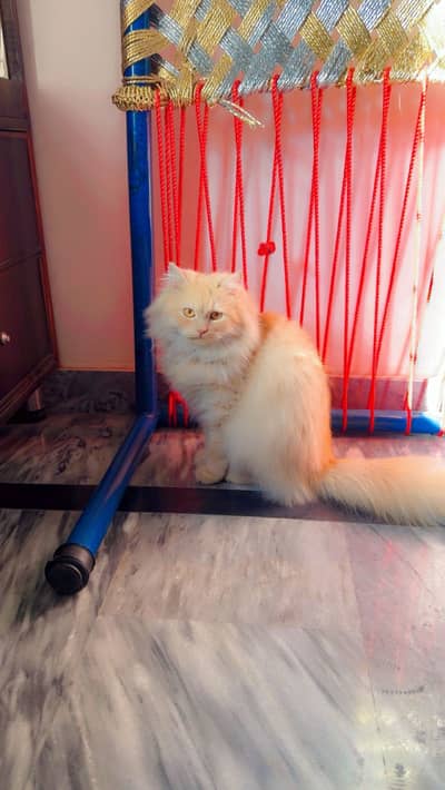 Portions cat name simba