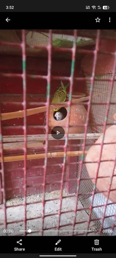 5 peace 2 male 3 female