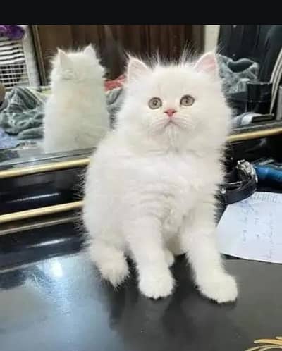 Persian female kitten for sale My WhatsApp number 03 25 022 67 56