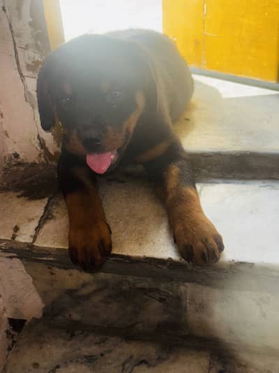 Female Rottweiler Puppy for Sale – Vaccinated & Dewormed (38 Days Old)