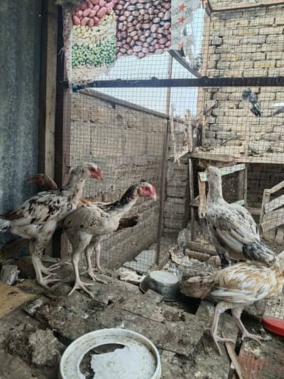 aseel home bread for sale at best price