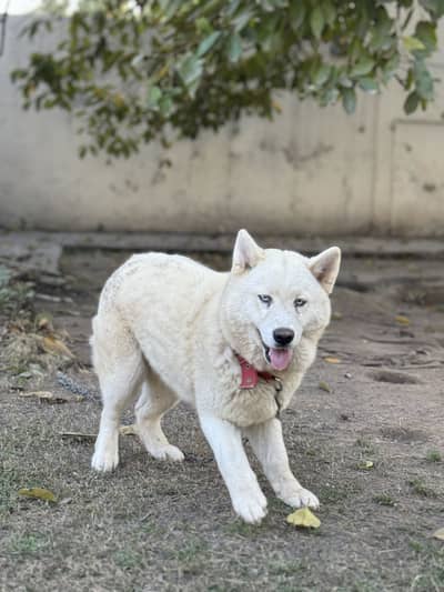 Siberian Husky Pure White Blue Eyes
