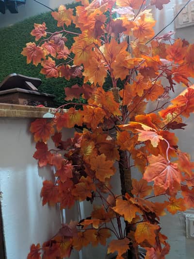 BEAUTIFUL plants for sale