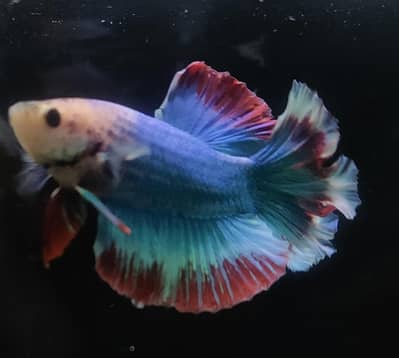 Betta male & female