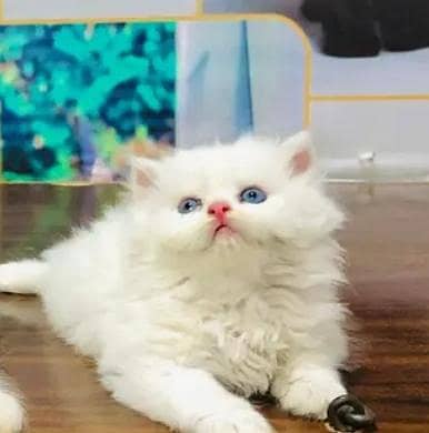 Persian female kitten for sale My WhatsApp number 03 25 022 67 56