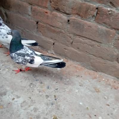 ramupri male or teddy femle for sale