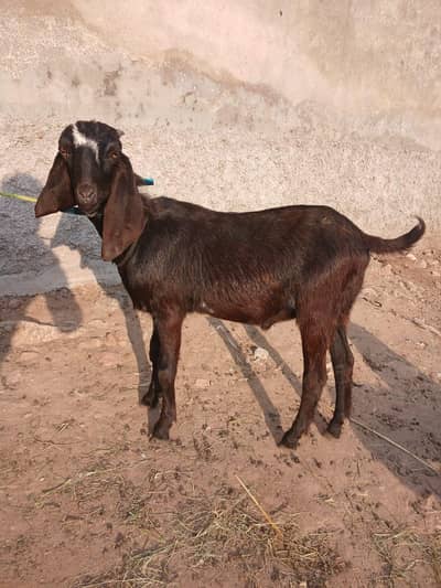 male for sale healthy and active.