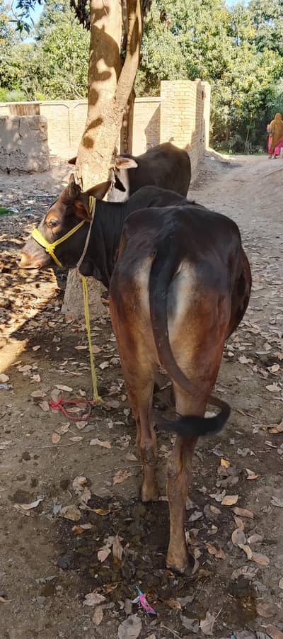 sahewal cow