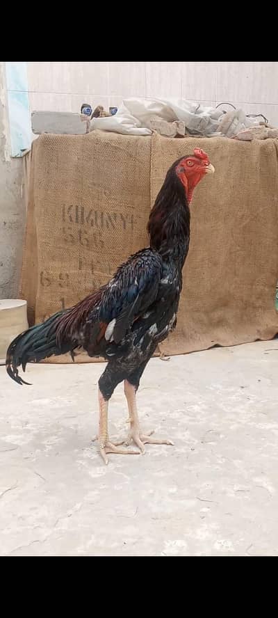 aseel jaapnees oo shamu for sale
