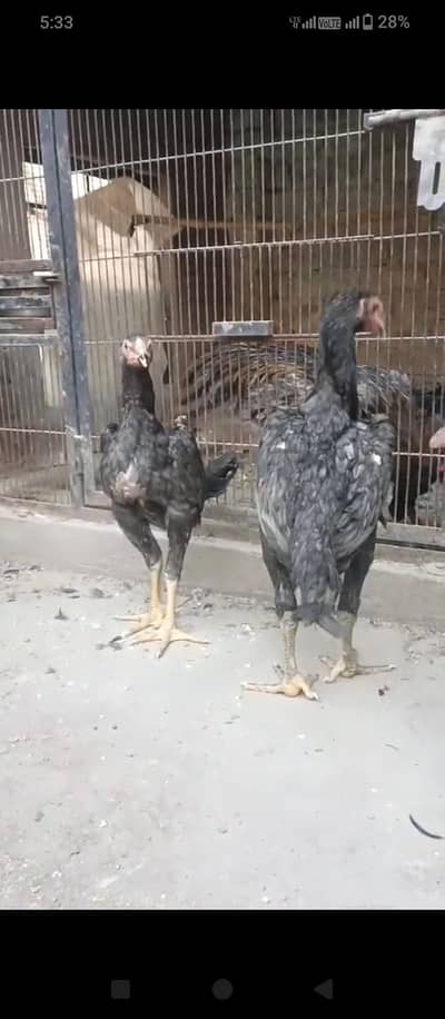 Pure Shamo Saleta pair jora