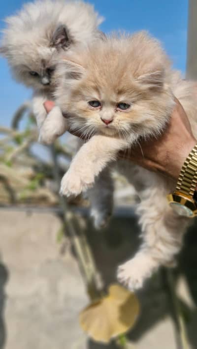 persian cat tripple coated furr