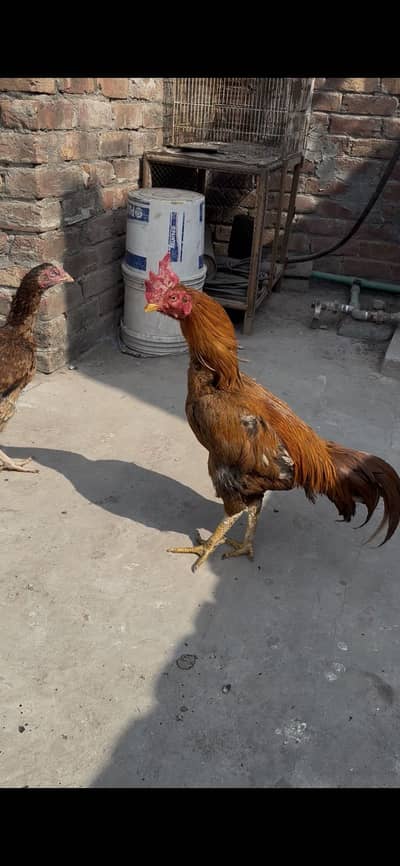 Aseel setup aseel bengum healthy male