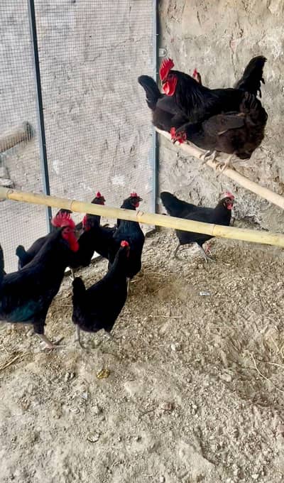 Austrolop fresh breeder 2+10