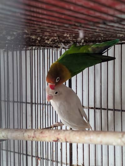 Love Birds pair
