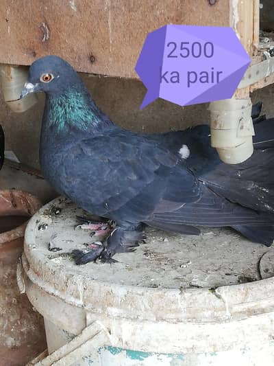 pigeon for sell