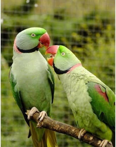 Green Kashmiri Raw Parrot