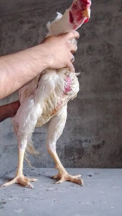 Heera aseel pair for sale