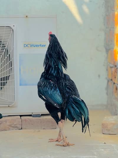 pure aseel home breed lasani