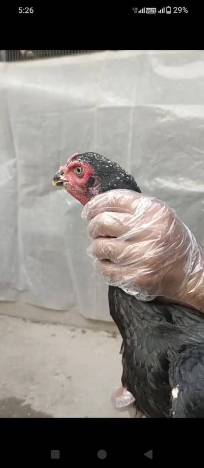 pure Shamo Madi black 