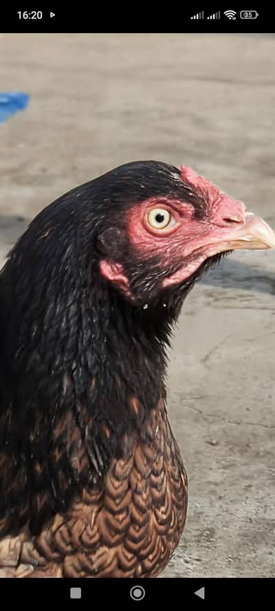 Quality Aseel female