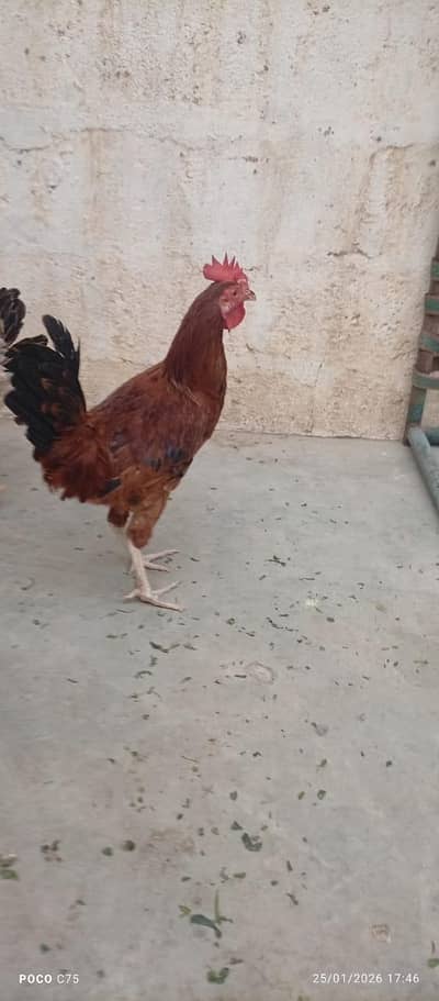 selling my eggs laying hens