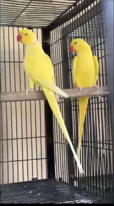 am selling my perrots