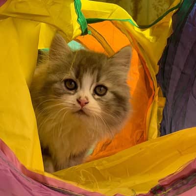 they are looking a new home they are cery playfull and very active