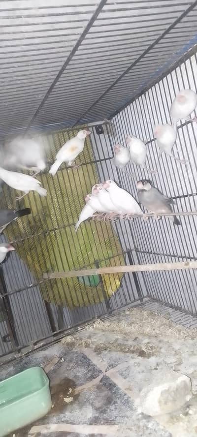 Fawn, Albino, White, Silver java