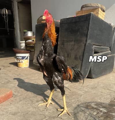 pedigree bird german oh shamo