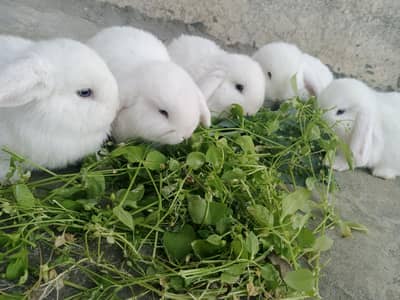 Holland loop white Blue eye bunny