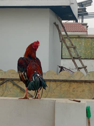 lakha aseel murga and heera chicks, females, egg