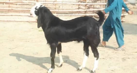 Bakra for sale qurbani ke liye call"-03228636148