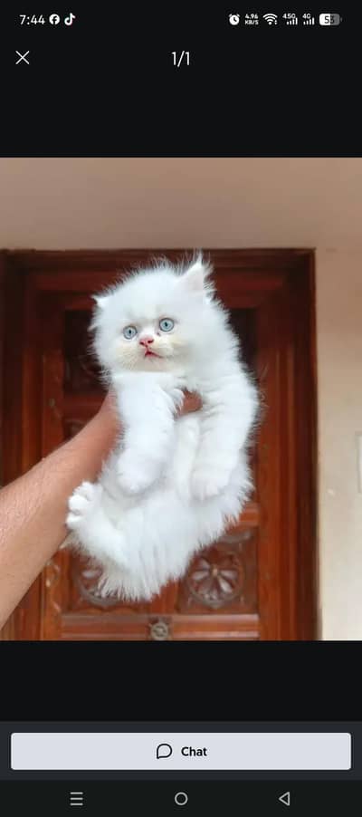 very nice kid blue eyes litter trand. 0300-5429813