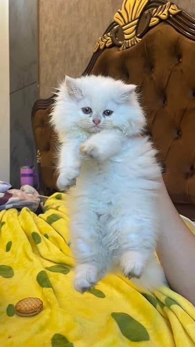 Paws waiting for a home