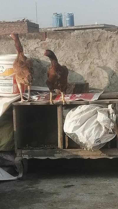 Egg laying Aseel female aseel madi long height female and mewali madi