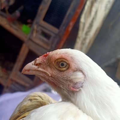 paper white heera aseel female