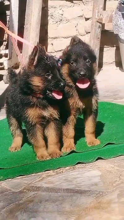 German shepherd puppies  double cot my WhatsApp number 034o729o94o