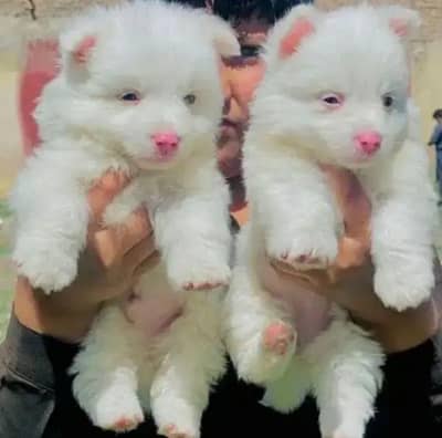 Russian pink nose zero saiz pair show quality Havey bone stacture for