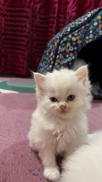 Persian kittens