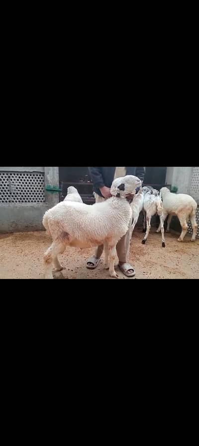 3chatra for sale