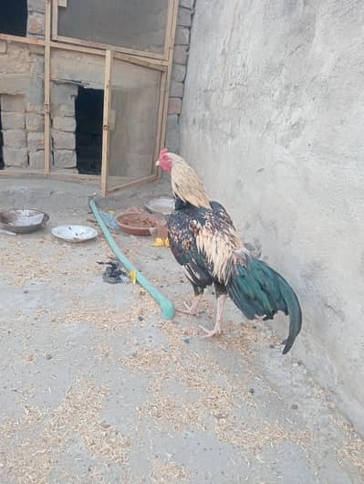 Aseel black jawa murga