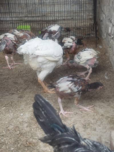 aseel chicks for sale