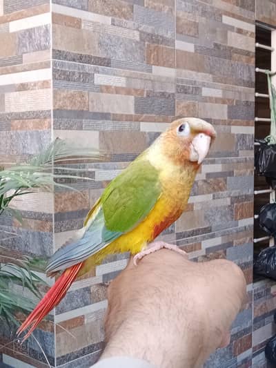 Pineapple Conure Handtame For Sale