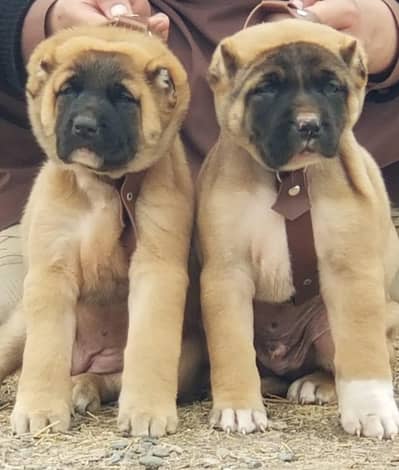 King Turkish kangal pair dabal Hadi have bone stacture security dogs